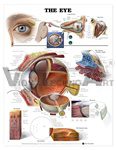 The Eye Anatomical Chart